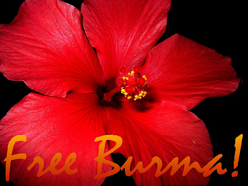 Burma_Blume_800