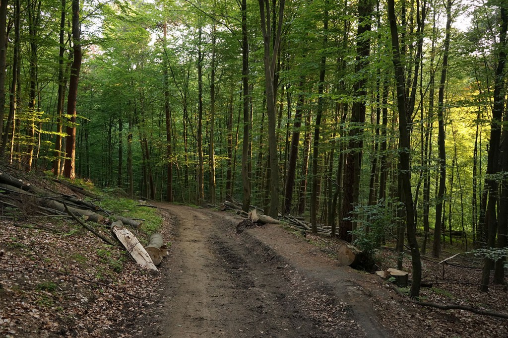 DSC01061-Bergabweg