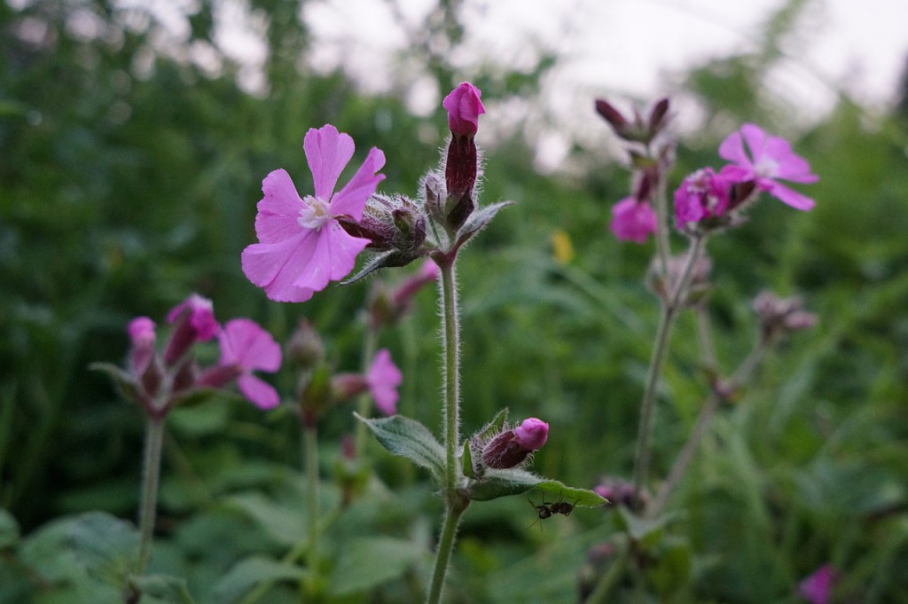 Sony Nex-6 mit Sony SEL 20f28, f5.6, 1/60s, ISO 1600, 20 mm