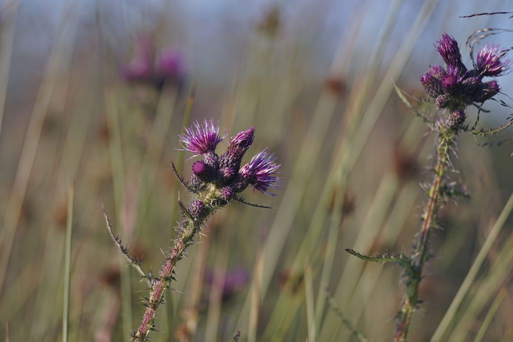 Sony A7II mit Rollei Carl Zeiss Planar 2.8 85, 1/500s, ISO 320