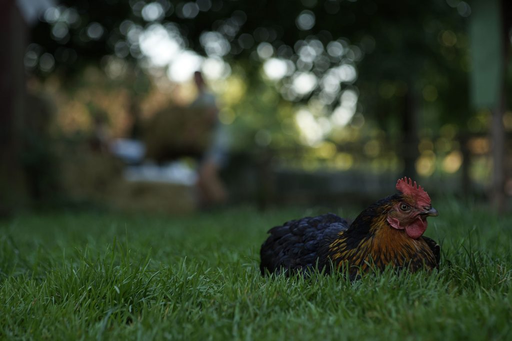 _DSC0713-Liegehuhn