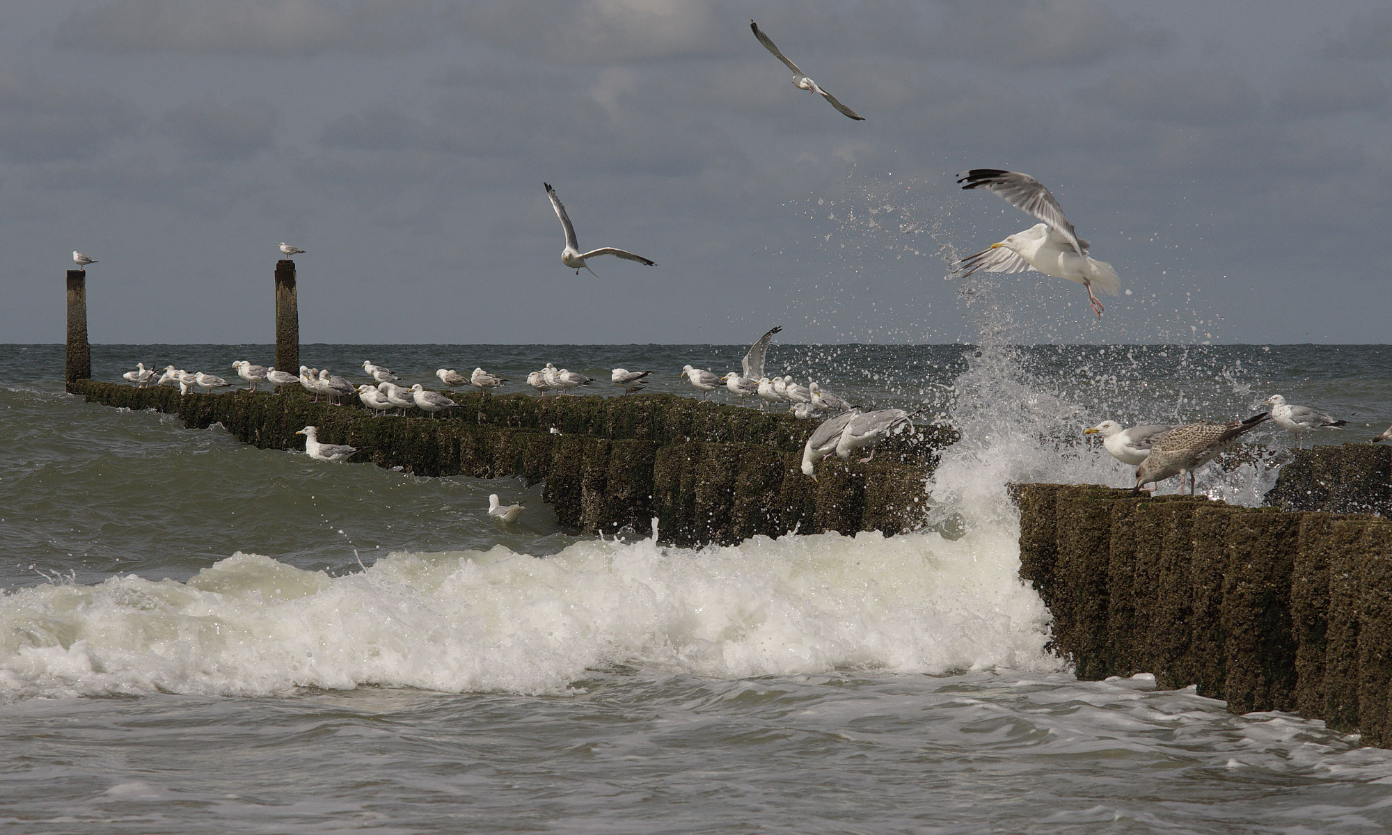 Domburg, Niederlande, Sony A7II mit Carl Zeiss Jena Sonnar 4 135