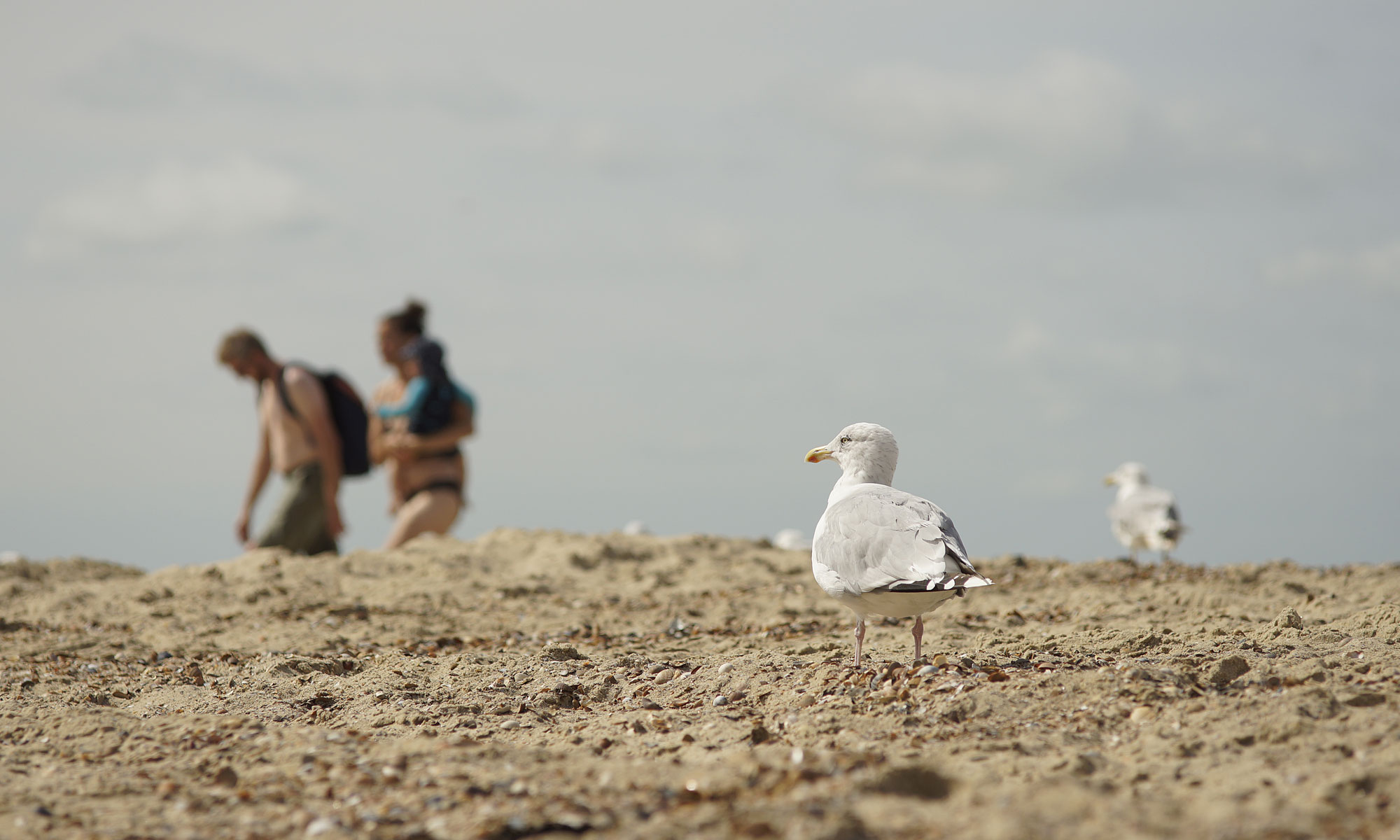 Domburg, Niederlande, Sony A7II mit Carl Zeiss Jena Sonnar 4 135