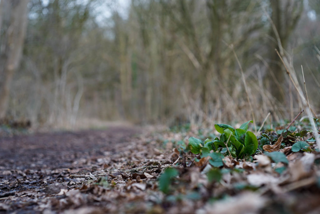 Sony A7II mit Meyer Optik Oreston 1.8 50