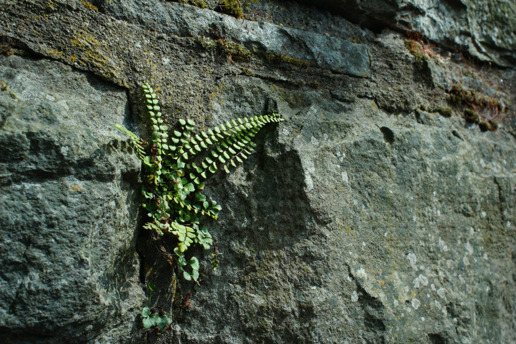 Farn an Mauer vor dem KuK Monschau